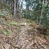 Plants: image 65 Of 208 Thumb